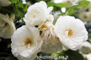 Piante e Fiori